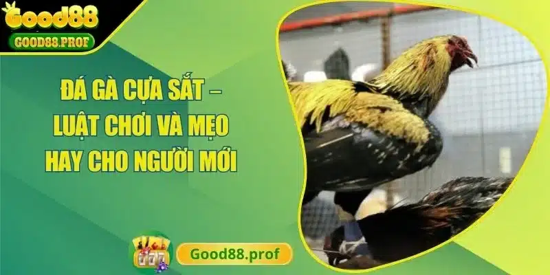 Đá Gà Cựa Sắt – Luật Chơi Và Mẹo Hay Cho Người Mới