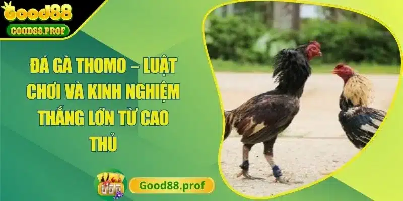 Đá Gà Thomo – Luật Chơi Và Kinh Nghiệm Thắng Lớn Từ Cao Thủ