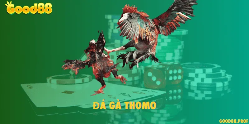 Đá gà Thomo
